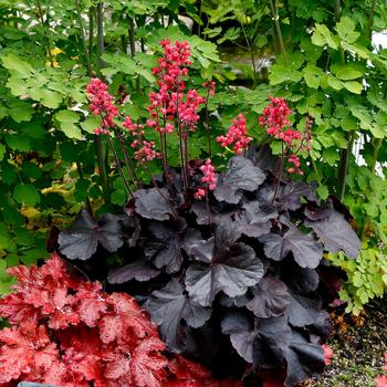 Heuchera 'Black Forest Cake'