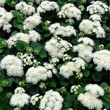 Ageratum houstonianum 'Aloha White'