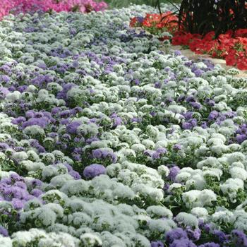 Ageratum houstonianum 'Series' 