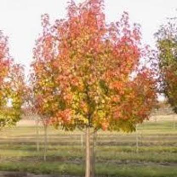 Pyrus calleryana 'Aristocrat' 