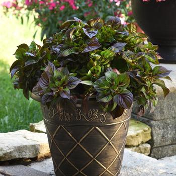 Celosia argentea 'Gekko Green' 