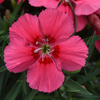 Dianthus chinensis Corona™ Salmon Red Eye