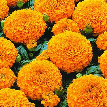 Tagetes erecta