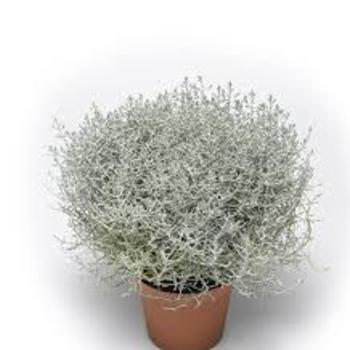 Calocephalus brownii 'Whimsy™ Silver' 