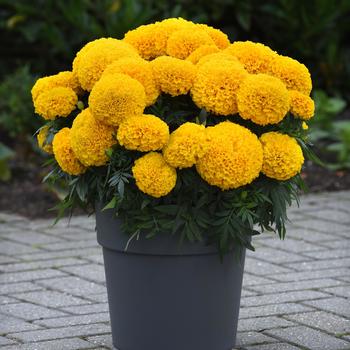 Tagetes erecta