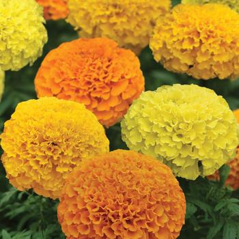 Tagetes erecta Marvel II™ Series