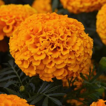 Tagetes erecta Marvel II™ Orange