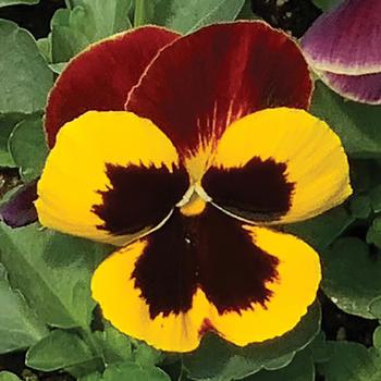 Viola x wittrockiana 'Red Wing Improved' 