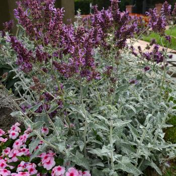 Salvia canariensis 'Lancelot'