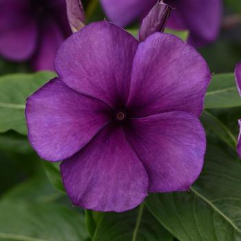 Catharanthus roseus Tattoo™ 'Blueberry'