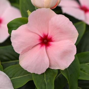 Catharanthus roseus