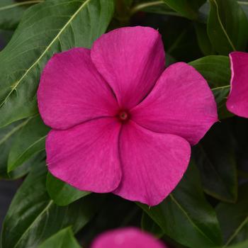 Catharanthus roseus