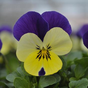 Viola cornuta