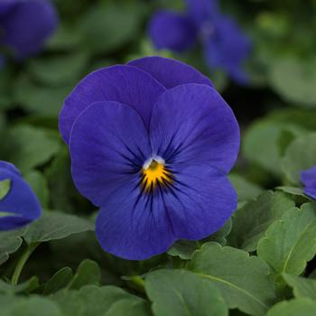 Viola cornuta Quicktime™ Blue