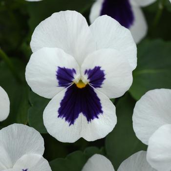 Viola cornuta Quicktime™ White Blotch