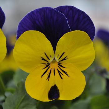 Viola cornuta Quicktime™ Yellow Violet Jump Up