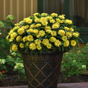 Zinnia marylandica Double Zahara™ Yellow Improved