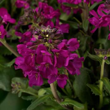 Arabis blepharophylla Barranca™ Deep Rose