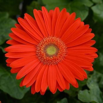 Gerbera jamesonii Mega Revolution™ Bright Orange Light Eye