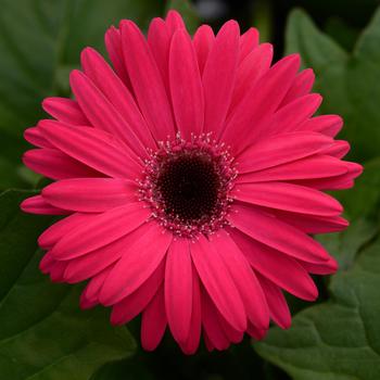 Gerbera jamesonii Mega Revolution™ 'Bright Rose Dark Eye'