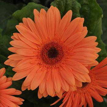 Gerbera jamesonii Mega Revolution™ Champagne