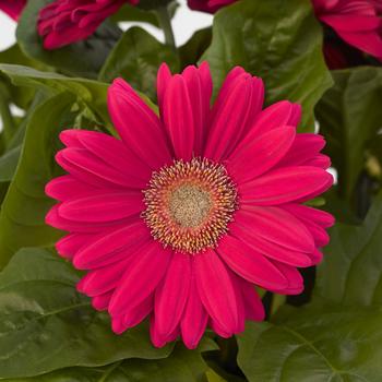 Gerbera jamesonii Mega Revolution™ Deep Rose Light Eye