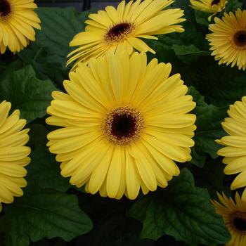 Gerbera jamesonii Mega Revolution™ Golden Yellow Dark Eye