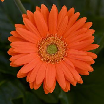 Gerbera jamesonii Mega Revolution™ 'Orange Light Eye'