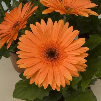 Gerbera jamesonii