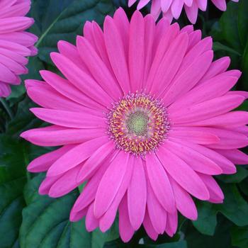 Gerbera jamesonii Mega Revolution™ Rose Light Eye