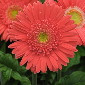 Gerbera jamesonii Mega Revolution™ Salmon Rose Light Eye