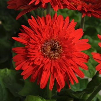 Gerbera jamesonii Mega Revolution™ Scarlet Dark Eye Improved