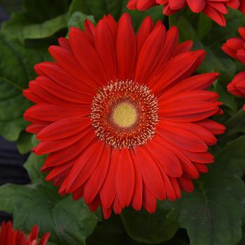 Gerbera jamesonii Mega Revolution™ 'Scarlet Red Light Eye Imp'