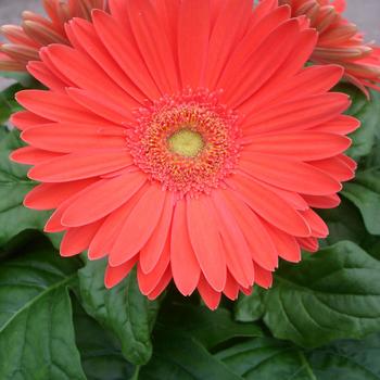 Gerbera jamesonii Mega Revolution™ Watermelon