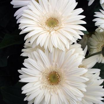 Gerbera jamesonii Mega Revolution™ White