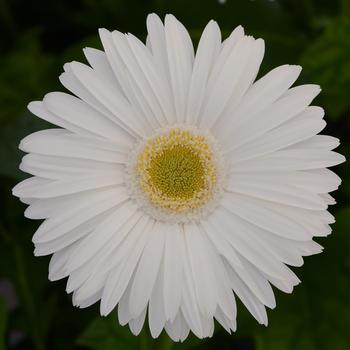 Gerbera jamesonii Mega Revolution™ White Light Eye