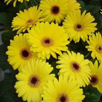 Gerbera jamesonii Mega Revolution™ Yellow Shades