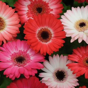 Gerbera jamesonii 'Midi Revolution Strawberry Shortcake' 