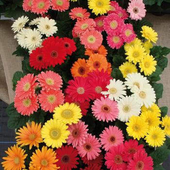 Gerbera jamesonii 'Mini Revolution Mix'