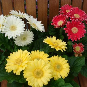 Gerbera jamesonii 'Mini Revolution Rose'