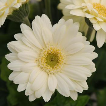 Gerbera jamesonii 'Mini Revolution White'