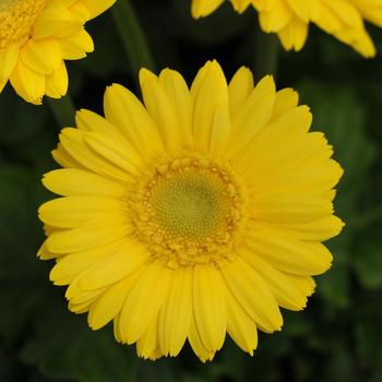 Gerbera jamesonii 'Mini Revolution Yellow' 