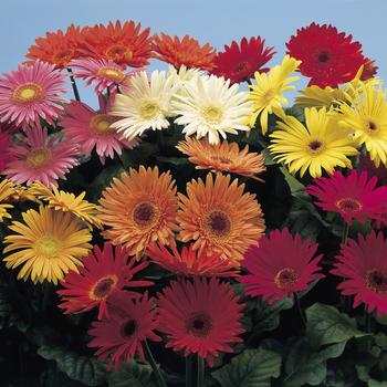 Gerbera jamesonii