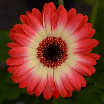 Gerbera jamesonii Revolution™ Bicolor Red Lemon