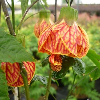 Abutilon 'Red Tiger' 