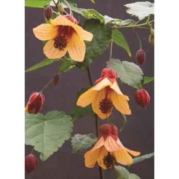 Abutilon 'Star Sprite' 