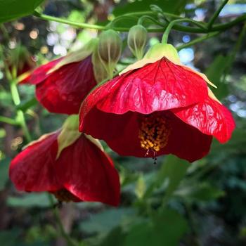 Abutilon 'Voodoo' 