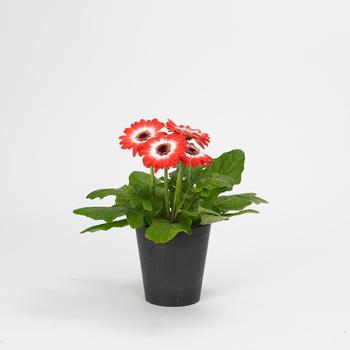 Gerbera jamesonii Revolution™ Bicolor Red white