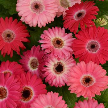 Gerbera jamesonii Revolution™ Bicolor Rose Shade