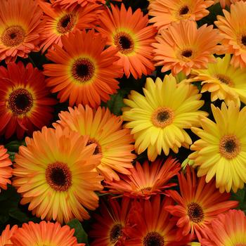 Gerbera jamesonii Revolution™ Bicolor Yellow Orange Dark Eye